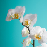 大連手機app定制